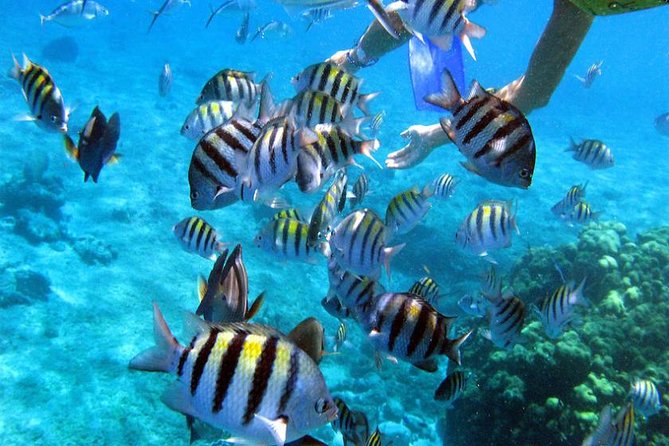 Private Catamaran Booze Cruise & Snorkeling - Stop 1: The Sandbar Natural Pool, Where Most People Win