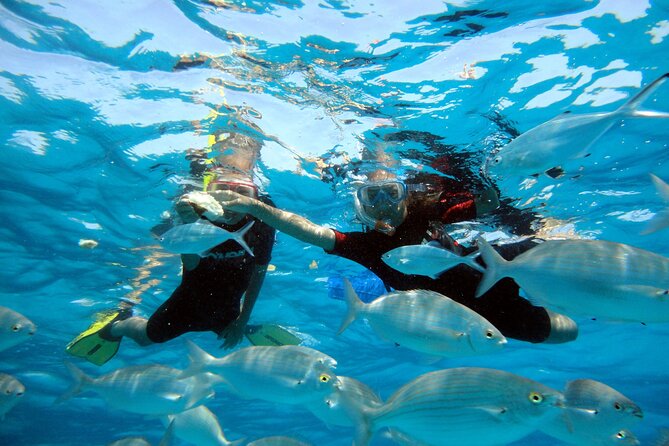 Private Catamaran trips to Lobos Island in Lagoon 400 - Food and drink: bring a picnic or add a real lunch