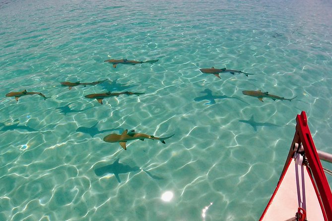 PRIVATE Half Day Tour : Moorea Snorkeling & Sailing on a Catamaran named Taboo - Why a private catamaran matters in Moorea