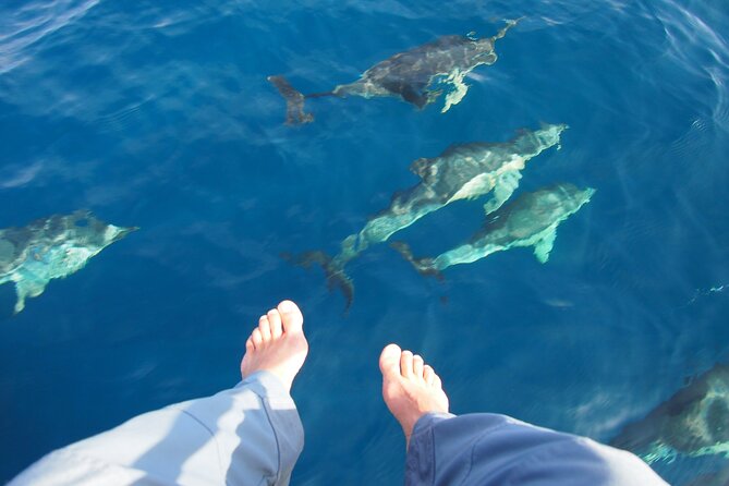 Private Sailing - dolphin Experience Estepona - drink & food - 4h - Private wind sailing out of Puerto de Estepona