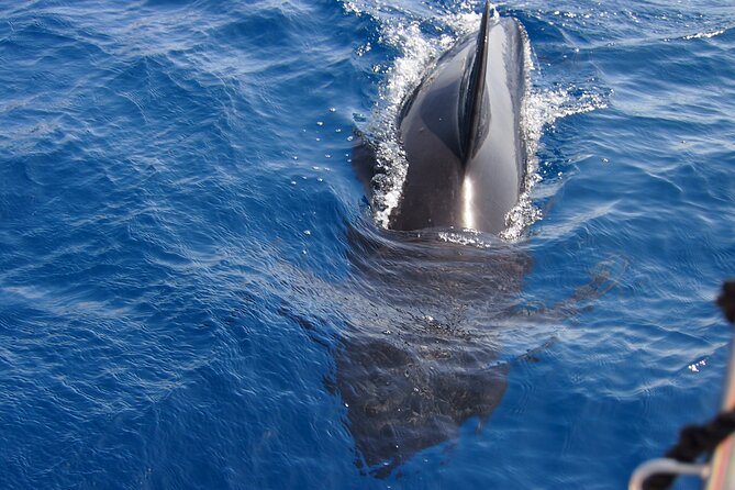 Private Sailing - dolphin Experience Estepona - drink & food - 4h - Smir Park coastline: resort views and a different side of the strait