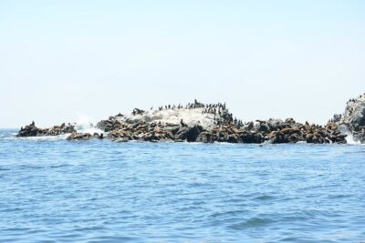 Private Sailing Tour of Bodega Bay - Captain Rich and the art of learning without the lecture
