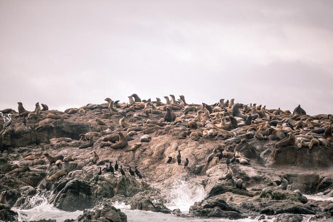 Private Sailing Tour of Bodega Bay - What to bring and how to enjoy every condition