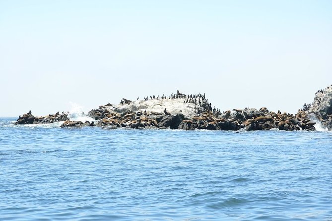 Private Sailing Tour of Bodega Bay - Captain Rich and the art of learning without the lecture