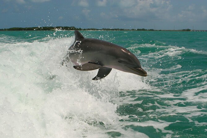 Private Yacht Cruise to Dolphin House with Lunch : Hurghada - Dolphin House Swim: The Part People Book For