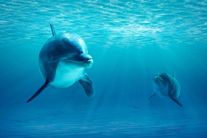 Private Yacht Cruise to Dolphin House with Lunch : Hurghada - Price and Transfers: Figuring Out True Value