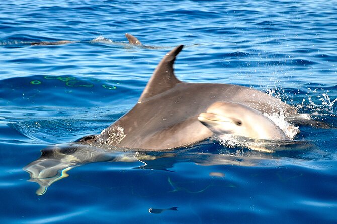 Private Yacht Excursion from Puerto Colon 3 hours - Swim and snorkel breaks in secluded bays (and why sea state matters)
