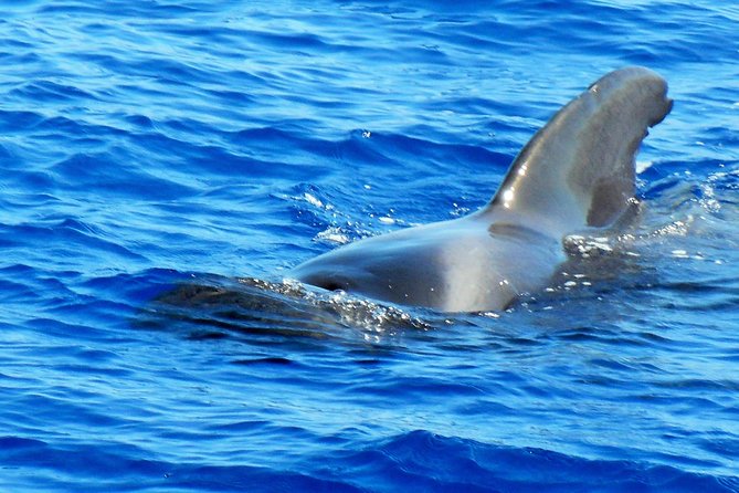 Private Yacht Excursion from Puerto Colon 3 hours - Price for up to 8: when it’s great value and when it isn’t