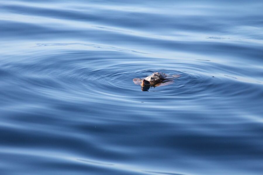 Puerto Colon : Whale & Dolphins Sailing Excursion - Puerto Colón to Tenerife’s coast: what the sailing day is really like