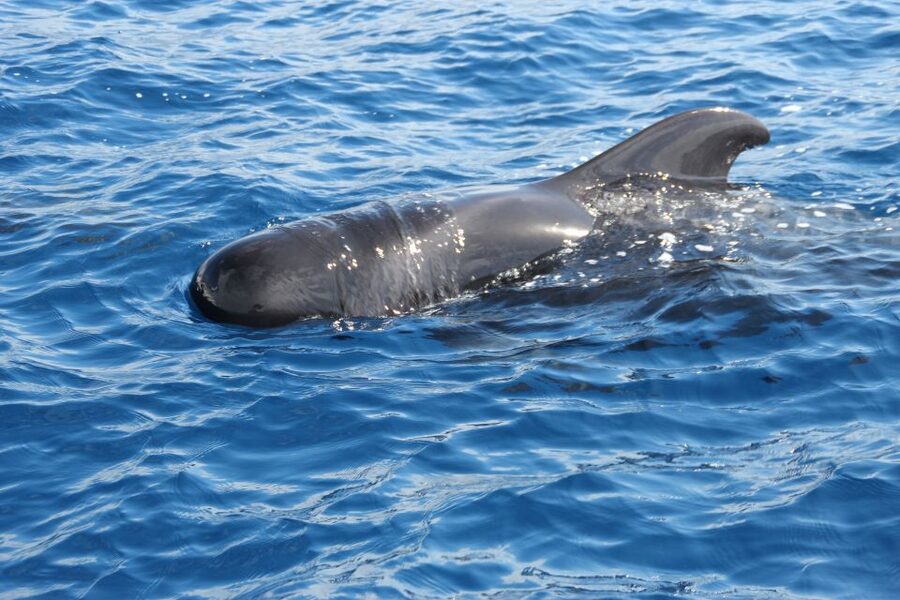 Puerto Colon : Whale & Dolphins Sailing Excursion - Wildlife viewing goals: pilot whales, dolphins, turtles, and fin whales