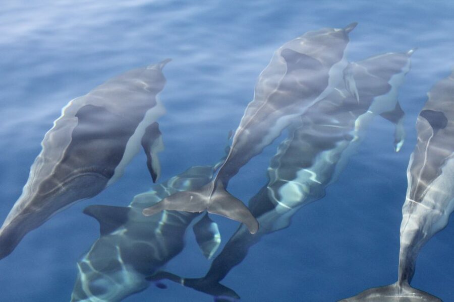 Puerto Colon : Whale & Dolphins Sailing Excursion - Diego Hernández Beach (Hippie Beach): the swim-and-snorkel payoff