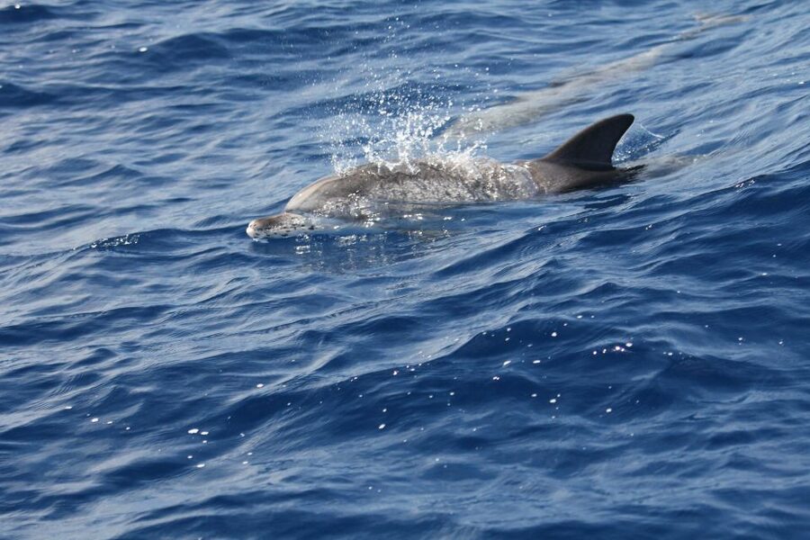 Puerto Colon : Whale & Dolphins Sailing Excursion - Canarian lunch onboard: what you get and why it tastes better on the water