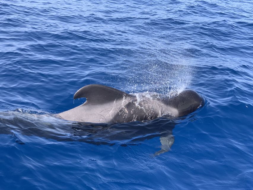 Puerto Colon : Whale & Dolphins Sailing Excursion - 3 hours vs 6 hours: when the longer option pays off