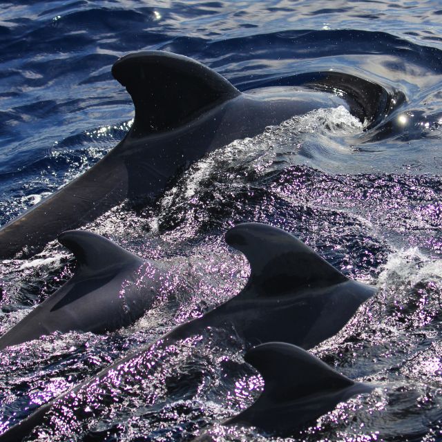 Puerto Colon : Whale & Dolphins Sailing Excursion - Practical tips that make or break a boat day
