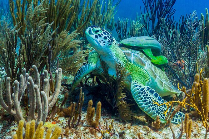 Puerto Morelos Catamaran Reef Sail and Snorkel - The Main Event: Snorkeling at Puerto Morelos National Marine Park