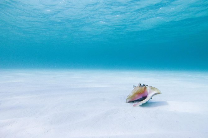 Puerto Morelos Secret Sandbar Catamaran Sail - Who This Tour Fits Best (And Who Should Skip It)