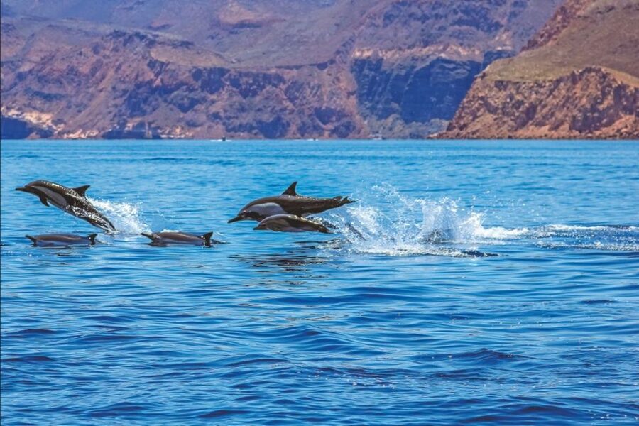 Puerto Rico : 2 hour Dolphin Catamaran Excursion - The 2-Hour Format: Why Short Can Be Perfect