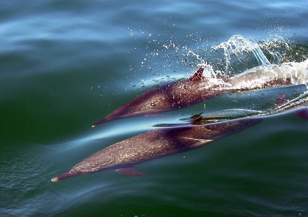 Puerto Vallarta, Luxury Sunset Sailing - Key highlights worth your attention