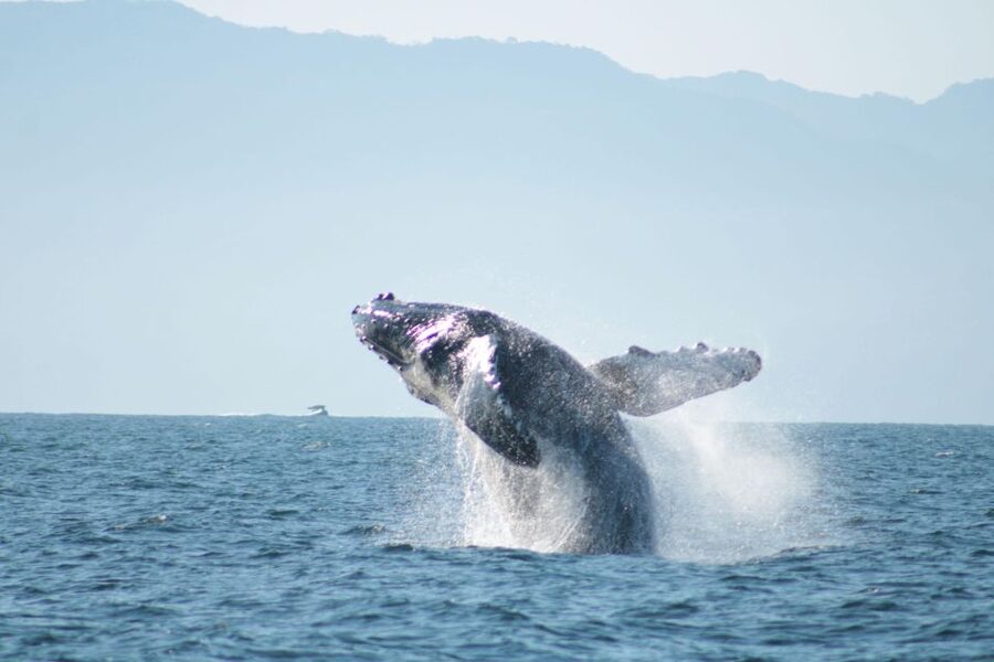 Puerto Vallarta: Mega Yacht Whale Watching Sunset Cruise - What’s included: open bar, guacamole, and the service that keeps coming