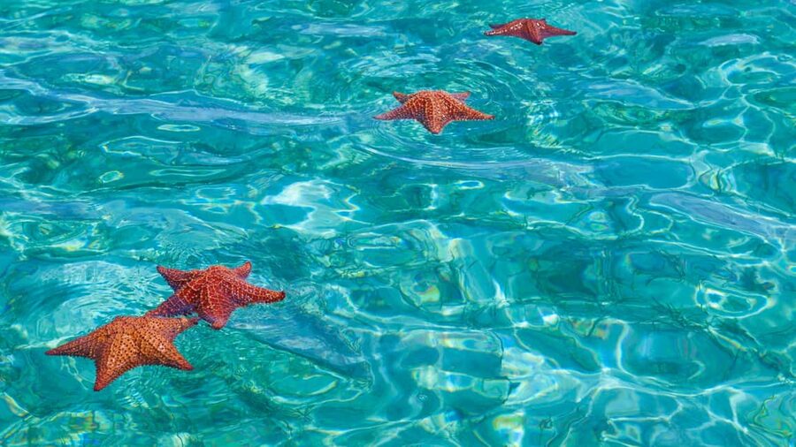 Punta Cana: Saona Island Catamaran Tour with Food & Open Bar - Isla Saona beach time: what “free time” really means