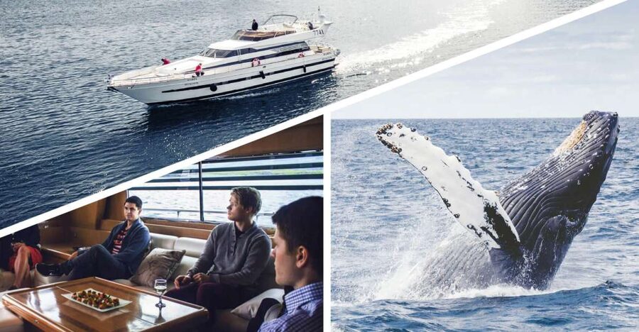 Reykjavik: Whale Watching and Dolphin Watching Yacht Cruise - Key Points You’ll Care About on This Whale and Dolphin Yacht Cruise