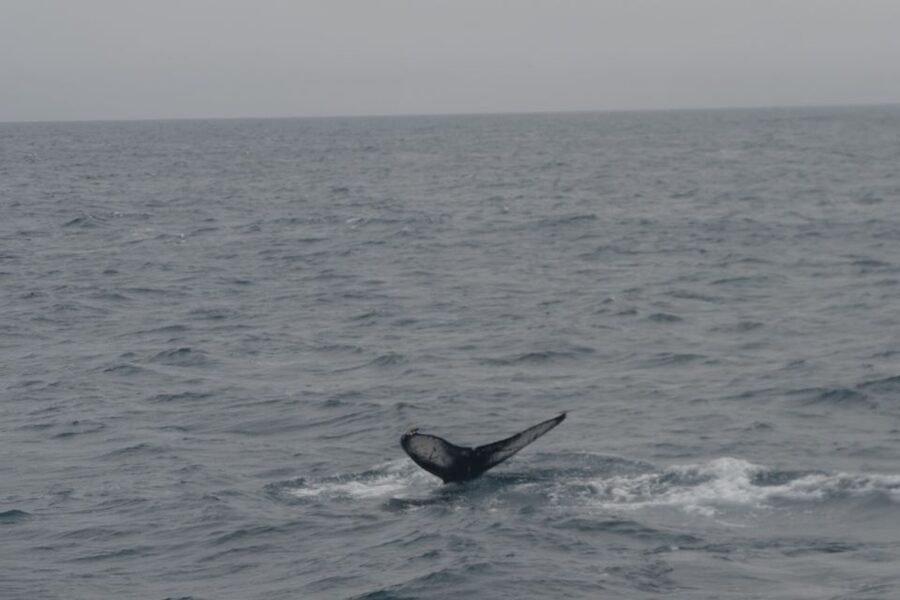 Reykjavik: Whale Watching and Dolphin Watching Yacht Cruise - Wildlife in Faxafloi Bay: What You Might See (and What You Should Not Assume)