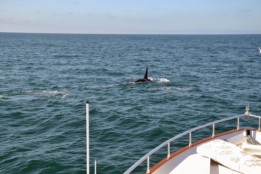 Reykjavik: Whale Watching and Dolphin Watching Yacht Cruise - The Real Value: How Onboard Guides Help You See More