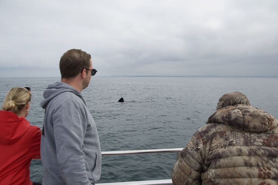 Reykjavik: Whale Watching and Dolphin Watching Yacht Cruise - What the 3-Hour Cruise Feels Like: A Simple Flow You Can Plan Around