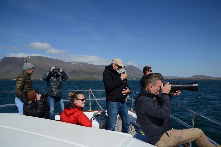 Reykjavik: Whale Watching and Dolphin Watching Yacht Cruise - Weather and Comfort: What to Wear for a Cold, Windy Bay