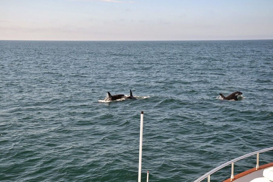 Reykjavik: Whale Watching and Dolphin Watching Yacht Cruise - Price and Value: Is $106 Worth It?