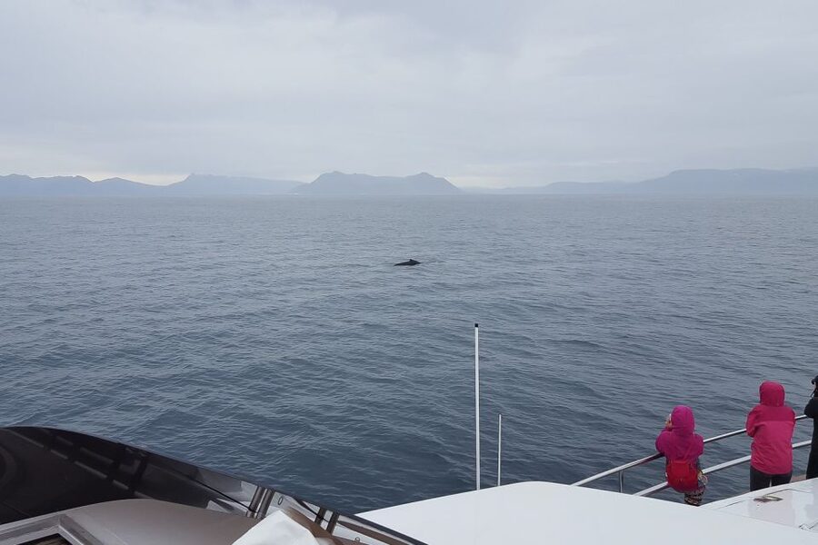 Reykjavik: Whale Watching and Dolphin Watching Yacht Cruise - Photography, WiFi, and the Little Things That Make Whale Watching Easier