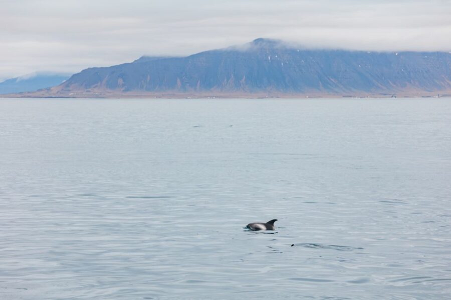 Reykjavík: Whale Watching Cruise on the Amelia Rose Yacht - Key points before you go