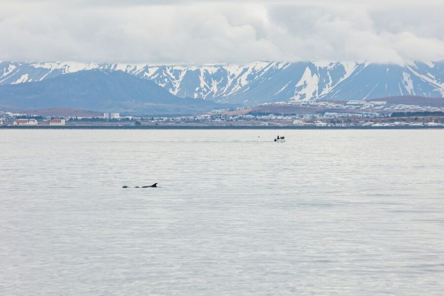 Reykjavík: Whale Watching Cruise on the Amelia Rose Yacht - What to bring (and what makes a difference onboard)