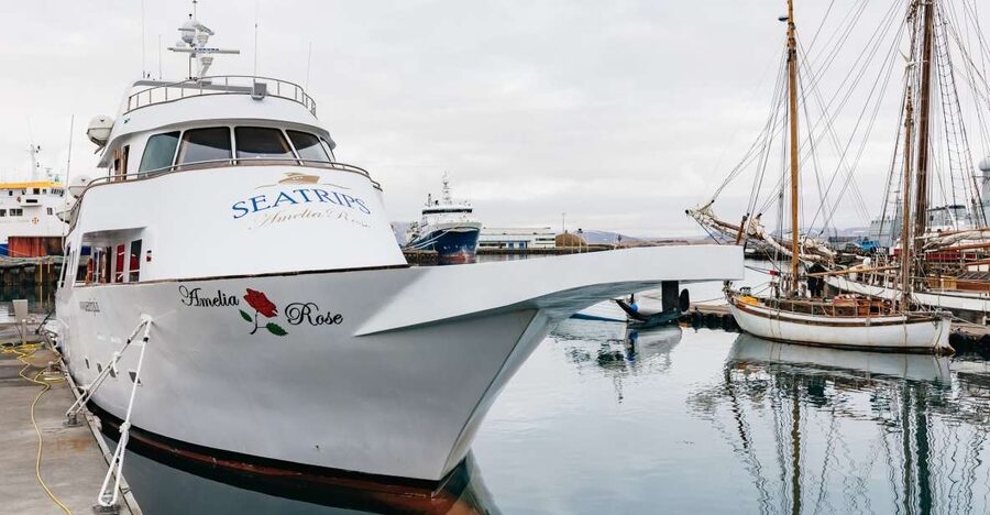 Reykjavík: Whale Watching Cruise on the Amelia Rose Yacht - The deck strategy: how to actually see whales (not just hope)
