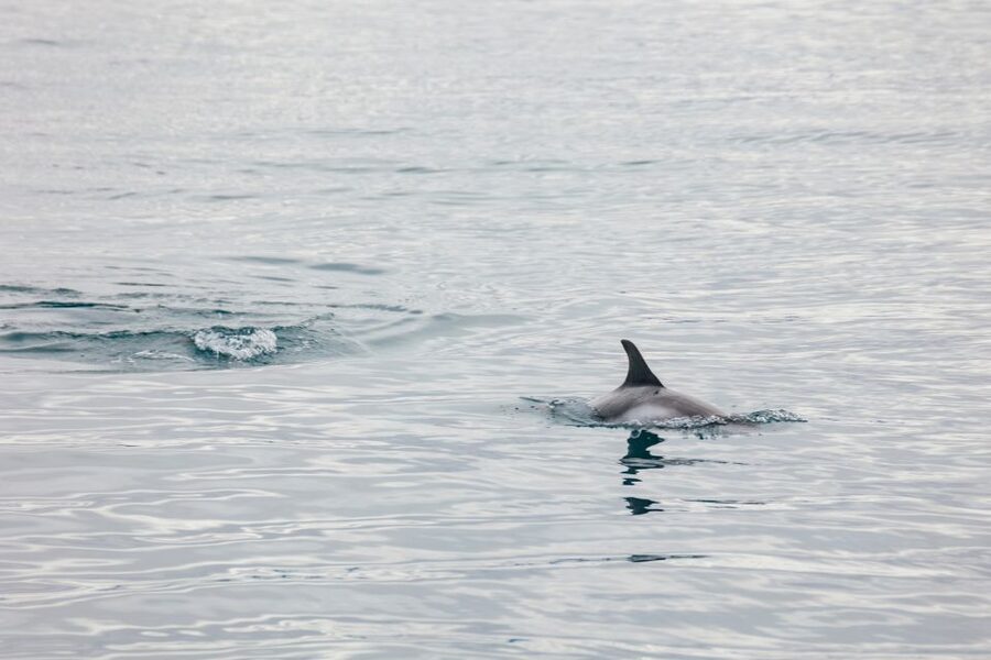 Reykjavík: Whale Watching Cruise on the Amelia Rose Yacht - The guide experience: real help from names like Lucky and Roman