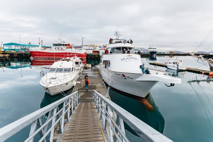 Reykjavík: Whale Watching Cruise on the Amelia Rose Yacht - Timing tips: earlier check-in, better spots, and weather reality