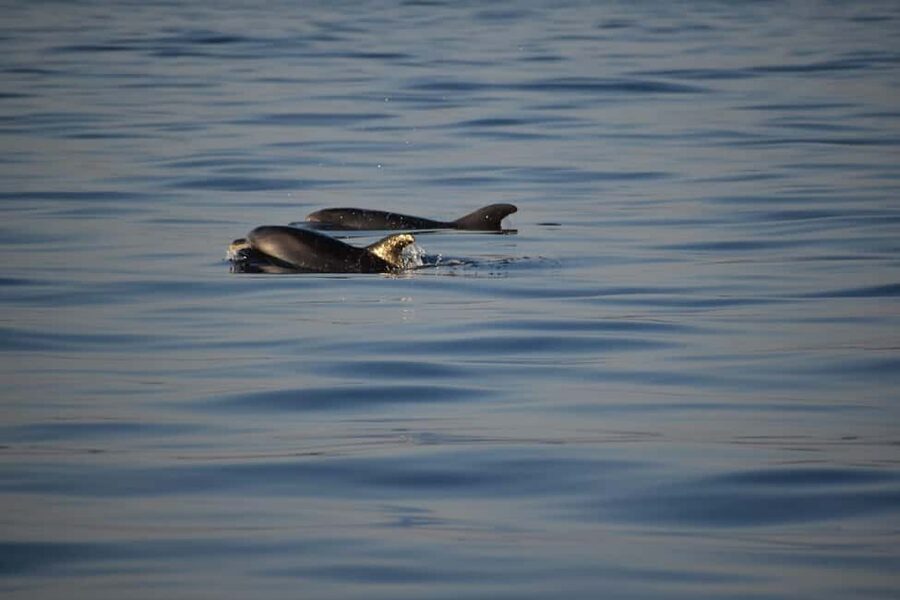 Rovinj: Sunset & dolphin group tours with Catamaran - Dolphins, the Wild Card: How to Think About Success on This Tour