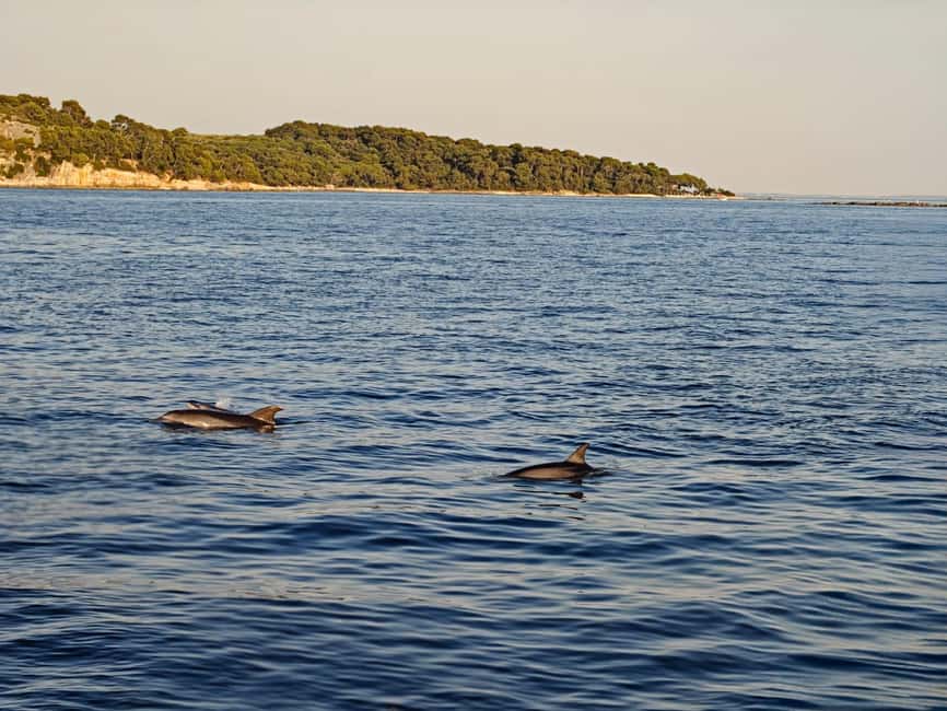 Rovinj: Sunset & dolphin group tours with Catamaran - Price and Value: Is $41 Worth It?