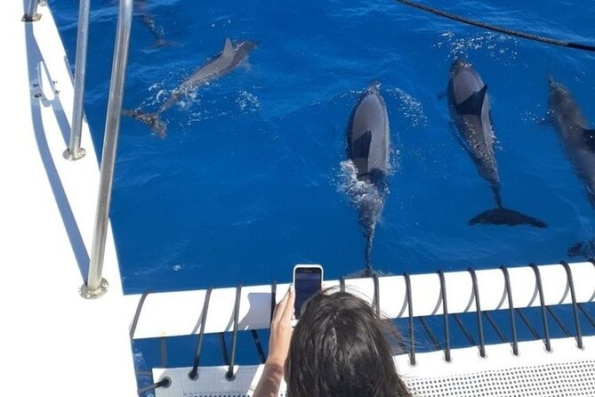 Sail and Turtle Snorkeling Tour in Waikiki - What You Might See: Honu, Dolphins, Coral, and Sometimes Whales