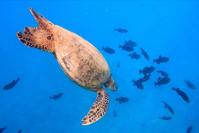 Sail and Turtle Snorkeling Tour in Waikiki - Price and Value: Is $99 Worth It for Two Hours?