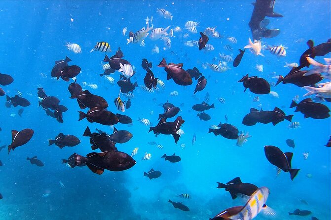 Sail and Turtle Snorkeling Tour in Waikiki - What to Bring (and What to Plan Around) for a Smooth Sail