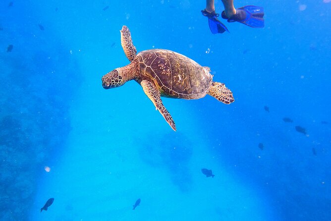 Sail and Turtle Snorkeling Tour in Waikiki - The 2-Hour Game Plan: Cruise, Search, Snorkel, Back to Waikiki