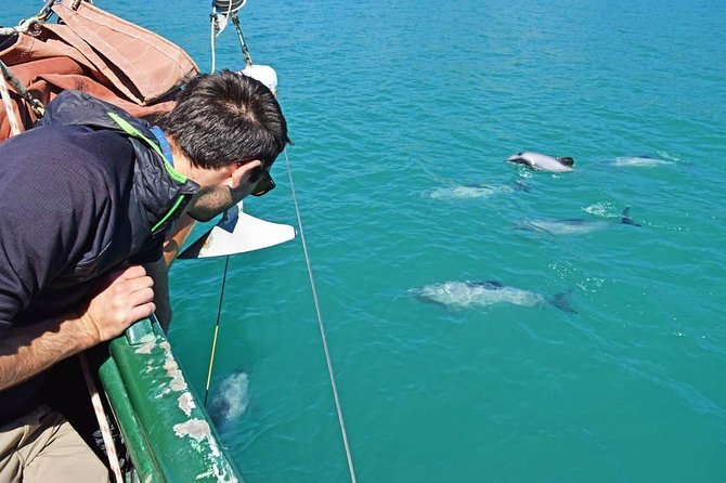Sailing and Wildlife Tour Akaroa Fox II Sailing - Sailing with quiet power: turning off the noise helps your odds