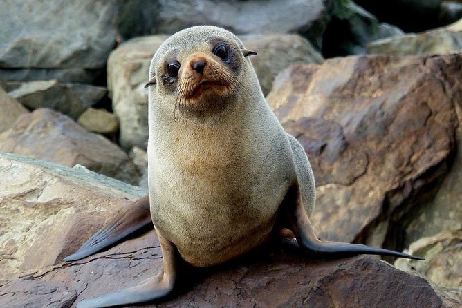 Sailing and Wildlife Tour Akaroa Fox II Sailing - Views of Banks Peninsula: scenery that pairs with wildlife