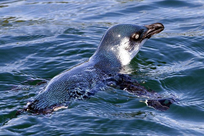 Sailing and Wildlife Tour Akaroa Fox II Sailing - Price and value: why $89.98 can be reasonable in this setting