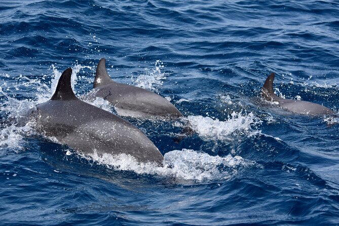 Sailing yacht half day- with Cape Verde Sailing - What You’ll Do at Sea: Sail, Watch, Relax