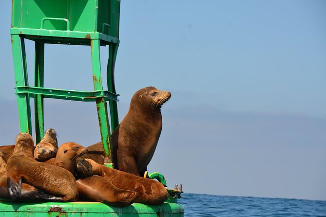San Diego Sunset or Afternoon Sail on Classic Yacht - Past the Star of India: A Maritime Anchor in Your Route