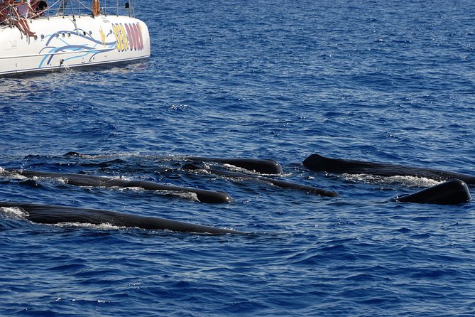 Seaborn Catamaran trips - Sailing from Funchal Marina to Cabo Girao: the route that makes sense
