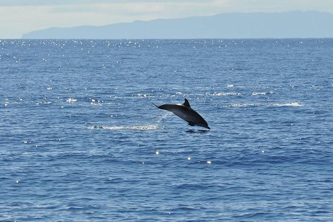 Seaborn Catamaran trips - Cabo Girão views plus “out on the water” time