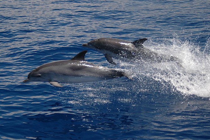 Seaborn Catamaran trips - The summer swim option (and how to set yourself up)